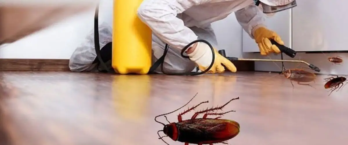 Professional pest control service in Pune and PCMC